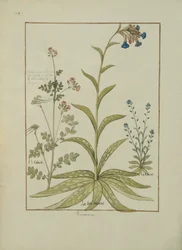 Lungenkraut und Geranie, Illustration aus dem Buch der einfachen Medizin von Mattheaus Platearius, ca. 1470